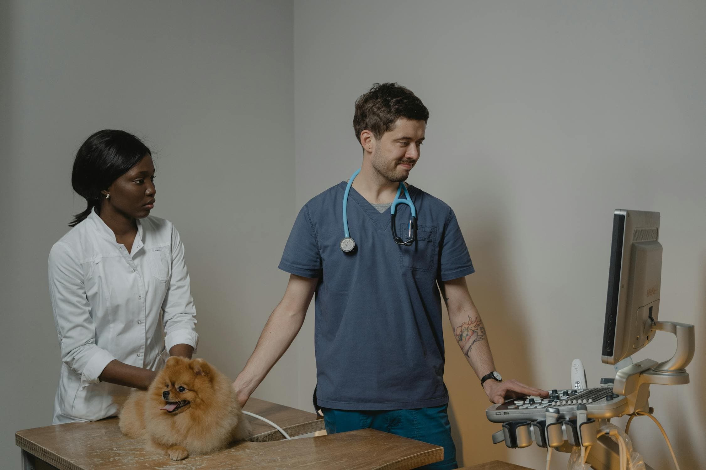 Pet Services services